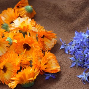 Fleurs de calendula et de bourrache